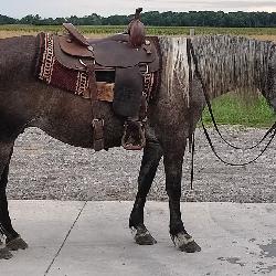 Lot#499 5 yr old Draft cross Mare,  Trail horse deluxe! 