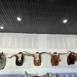 Bull head mounts