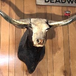 Texas Long Horn