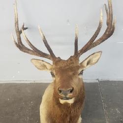 6ï¿½6 Bull Elk Shoulder Mount