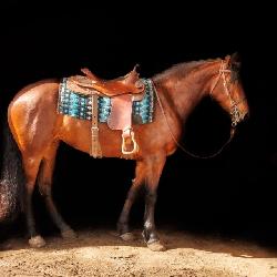 Lot# 483 4 yr old Friesian-QH X Mare Sire: Oak Hill Jazz Jasper