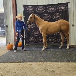 Lot#417 2 yr old AQHA FQHR Filly Sire: Smart Jersey Trash Dam: Shining Sue
