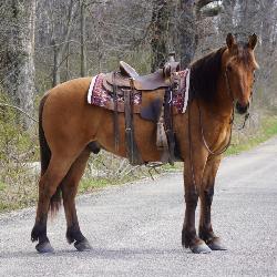 Lot#434   4 Yrs Old Fjord-Belgian-Halfinger Cross Gelding