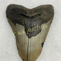 Fossil Megalodon Shark Tooth with Partial Enamel R