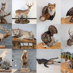 Taxidermy Auction