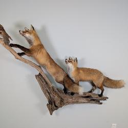 Red Fox