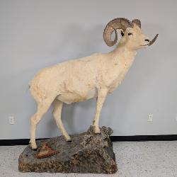 Dall Sheep