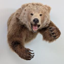 Kodiak Brown Bear