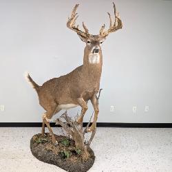 Whitetail Deer