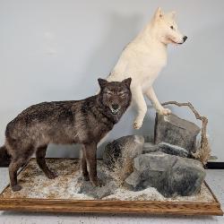 Alaskan Wolf