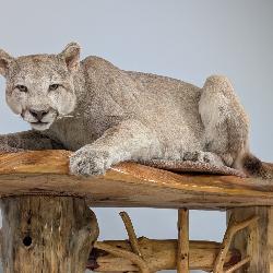Mountain Lion