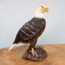 Bald Eagle Replica