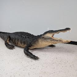 Florida Alligator