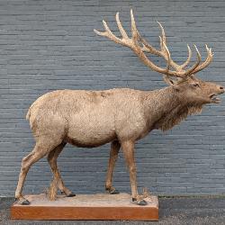 Elk