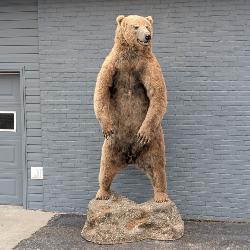 Grizzly Bear
