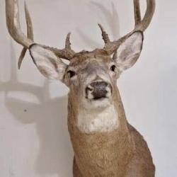 Mounted deer head