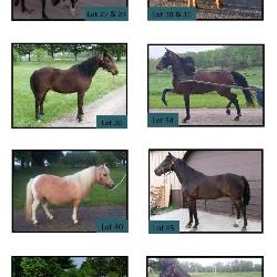 June 21st pony Auction