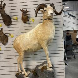 Arctic Dall Taxidermy Sheep from Snow Mountains on Rock Wall Mount