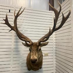 Monarch Red Stag Taxidermy Head Mount from New Zealand
