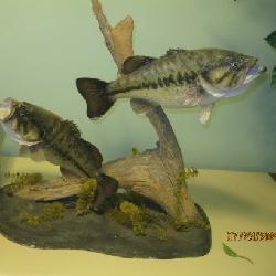 MTD FISH