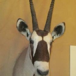 ANTILOPE