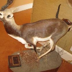 AXIS ANTELOPE