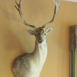 ANTELOPE