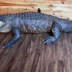 Floridian 11’ 9” long from tip to tip American Alligator