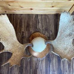 Alaskan Moose Antlers Mount