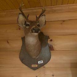 DEER HEAD ON MOUNT