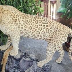 Amazing LEOPARD Full Body Taxidermy Mount