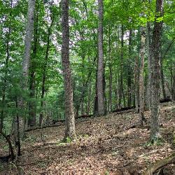 Mature Hardwood Timber