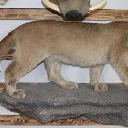 Taxidermy Full Mountain Lion Mount