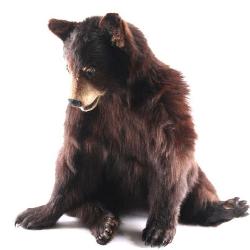 Full Mounted BC Yearling Bear.