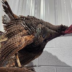North American Turkey Taxidermy
