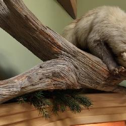 Trapped Wolverine,  Full body mount on log,