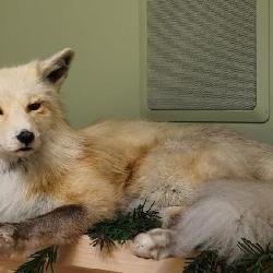 Arctic fox, full body in laying position