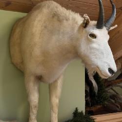 Mountain goat scientific name Oreamnos, half body