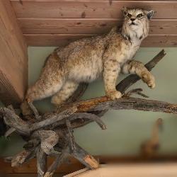 Lynx (Bobcat) Full size mount  standing on a log