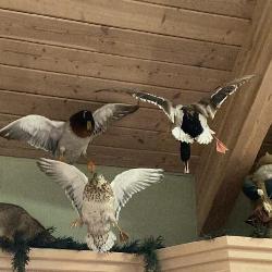 three mounted hanging ducks, two males, one female