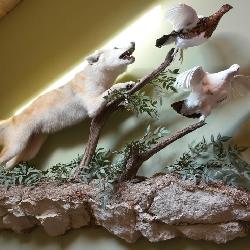 Coyote, hunting partridge birds,  full body mount