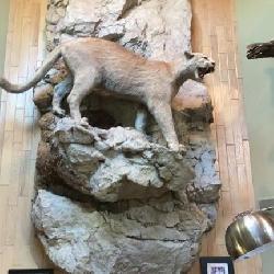 Mountain lion, full body mount