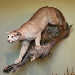Mountain lion on limb, full boby mount
