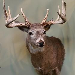 13 point buck, head mount