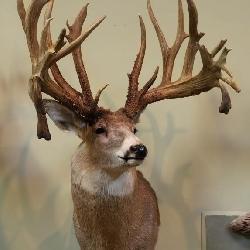 Approximately 32 point, drop tine buck,