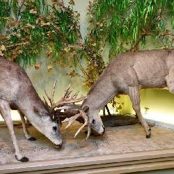 2 buck fighting, full body mount, 9 ft long