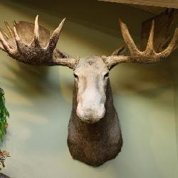 Moose, shoulder  mount