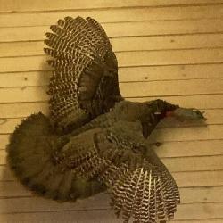 Tom Turkey in flight