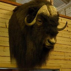 North American Muskox, Head mount