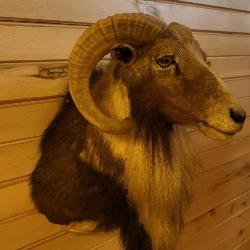Mouflon ram, shoulder  mount